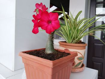 Close-up of potted plant at home