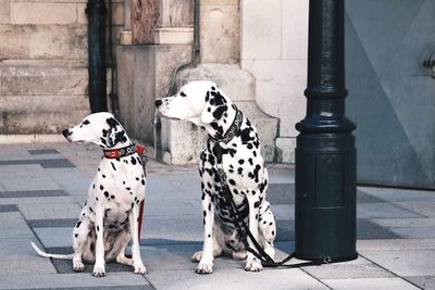 Dogs sitting on footpath