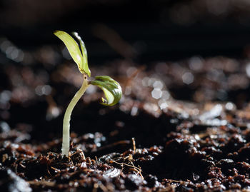 Close-up of small plant