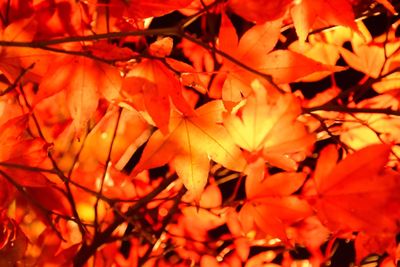 Full frame shot of red maple leaves
