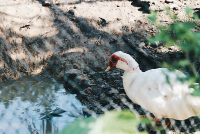 High angle view of bird in lake