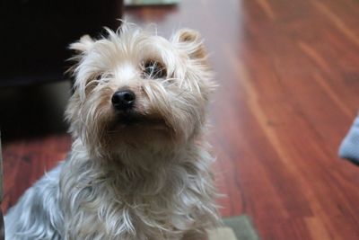 Close-up portrait of dog