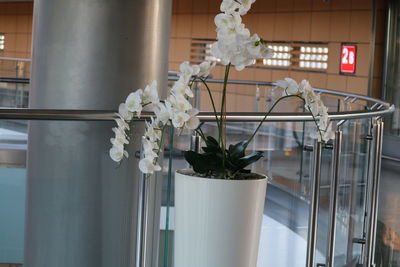 Close-up of potted plant on window