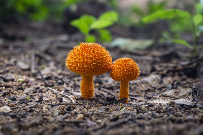 Close-up of mushroom growing on field