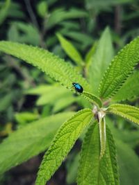 Close-up of insect on plant