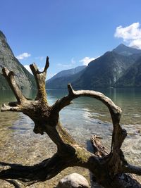 Driftwood by lake against blue sky