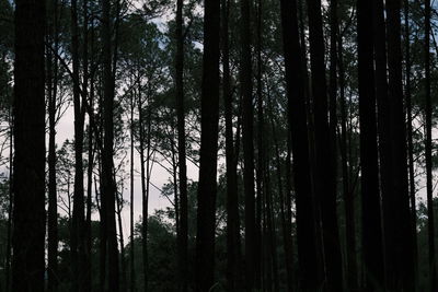 View of trees in forest