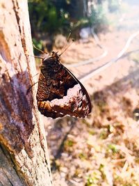 Close-up of insect