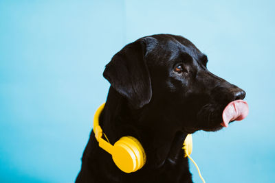 Close-up of a dog looking away