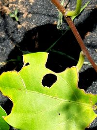 High angle view of plant leaves