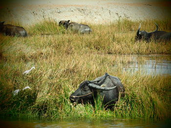 Horse in grass