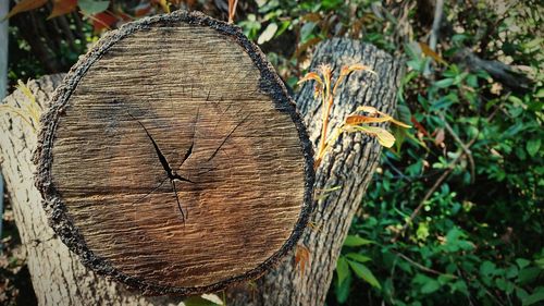 Close-up of tree stump in forest