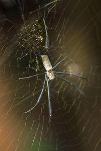 Close-up of spider on web