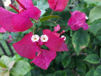 Close-up of blooming outdoors