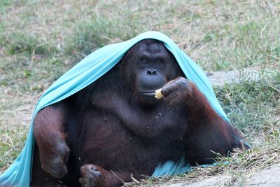 Orangutang dressing up and watching the people in the zoo.