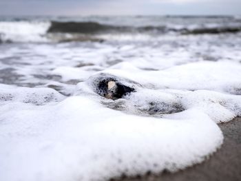 Close-up of turtle in sea