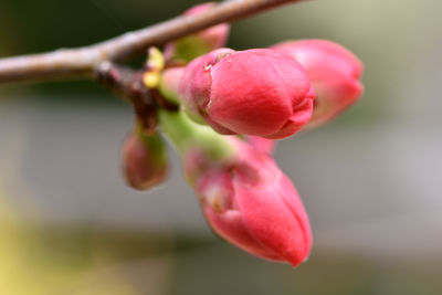 Close-up of pink flower