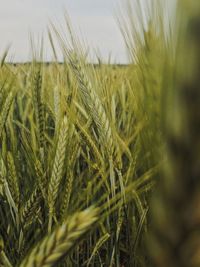 Close-up of wheat growing on field