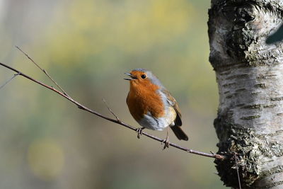 Close-up of a robin bird perching on branch