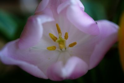 Close-up of pink flower blooming outdoors