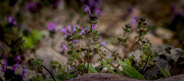 Close-up of purple flowering plant