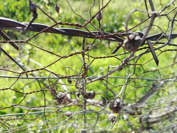 Low angle view of bird perching on tree