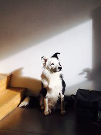 Dog sitting on floor