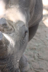 Close-up of elephant