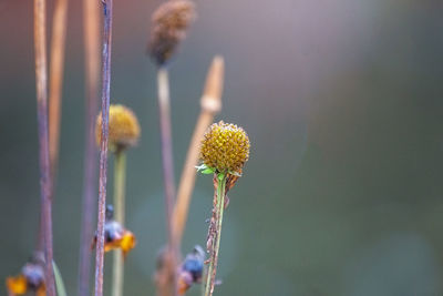Close-up of flower blooming outdoors