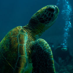 Close-up of turtle swimming in sea