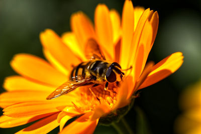 Close-up of bee pollinating on flower