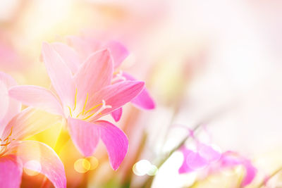 Close-up of pink flowering plant