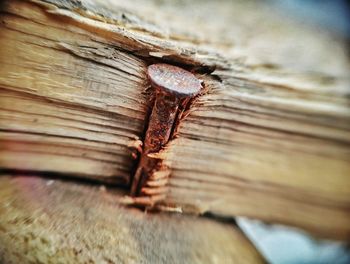 Close-up of insect on wood