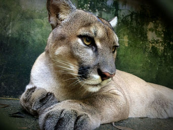 Close-up of a cat resting in zoo