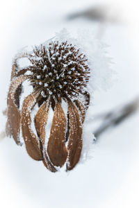 Close-up of snow covered plant