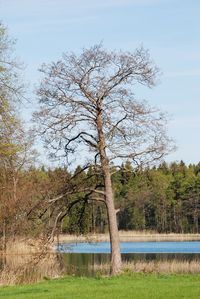 Bare tree on field by lake against sky