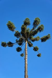 Low angle view of coconut palm tree against clear blue sky