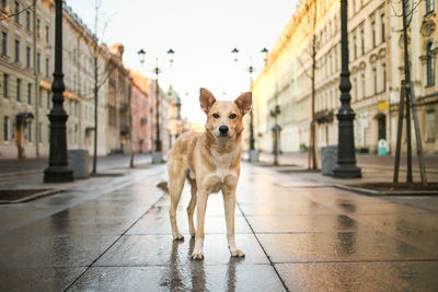 Portrait of dog standing on wet floor in city