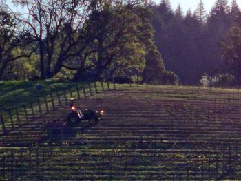 View of an animal on land