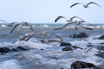 animal wildlife