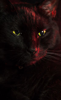 Close-up portrait of cat