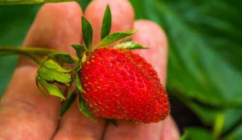 Close-up of hand holding strawberry