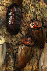 Close-up of insect on tree trunk
