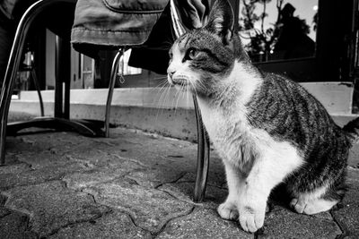 Close-up of cat looking away while sitting in city