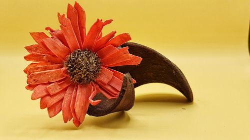 Close-up of red flower