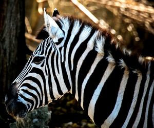 Profile view of zebra