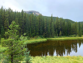 Scenic view of lake by trees in forest against sky