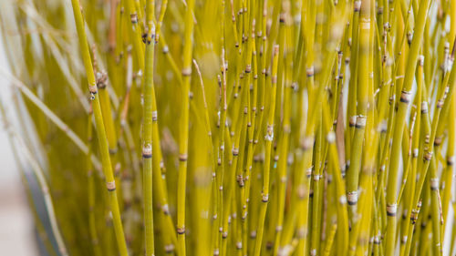 Full frame shot of wet plants