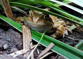 Close-up of frog on leaf