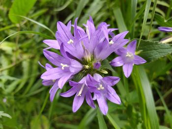 Close-up of purple flowering plant leaves